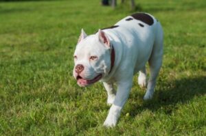Белый американский булли Американский булли белый окрас