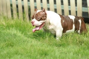 Булли: тип покет Американский булли: тип покет