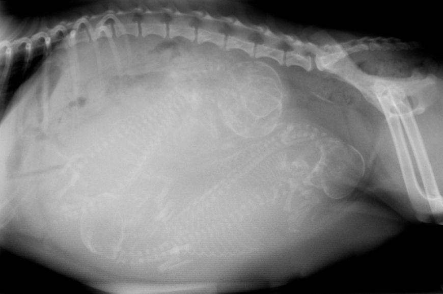 Рентгеновский снимок беременной собаки 
