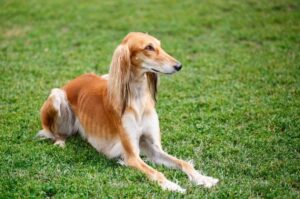 Порода салюки