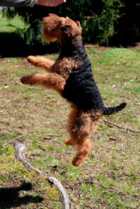 Уэльский терьер Порода уэльский терьер