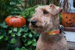 Валлийский терьер: хэллоуин Вельштерьер: хэллоуин