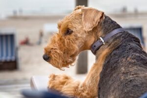 Собака породы вельштерьер Собака уэльский терьер