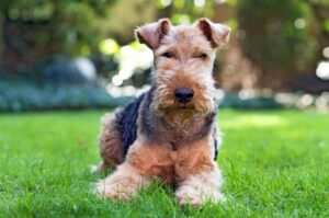 Вельштерьер стандарт породы Староанглийский терьер стандарт породы