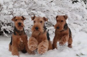 Вельштерьеры зимой Вельштерьеры: зимнее фото