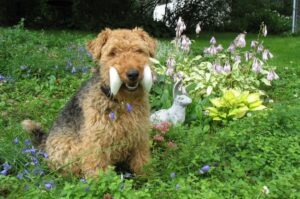 Красивый уэльский терьер Красивый вельштерьер