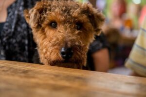 Мордочка вельштерьера Мордочка валлийского терьера