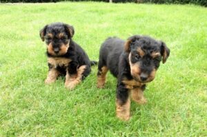 Щенки валлийского терьера Два щенка валлийского терьера