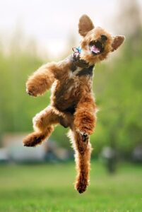 Валлийский терьер Порода валлийский терьер