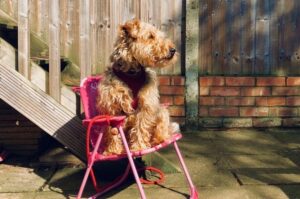 Валлийский терьер позирует на фото Валлийский терьер сидит на стульчике