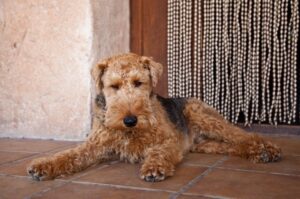 Собака валлийский терьер Собака породы валлийский терьер