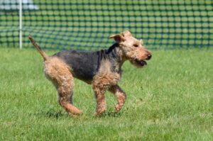 Бегущий вельштерьер Бегущий валлийский терьер