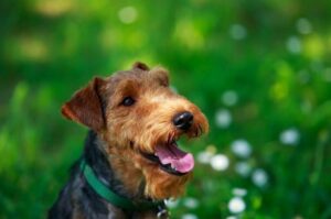 Вельштерьер крупным планом Фото вельштерьера крупным планом