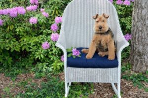 Фото вельштерьера Профессиональная фотография вельштерьера