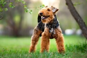 Радостный вельштерьер Игривый вельштерьер