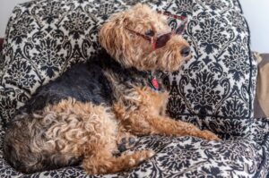 Уэльский терьер в очках на диване Уэльский терьер сидит в очках на диване