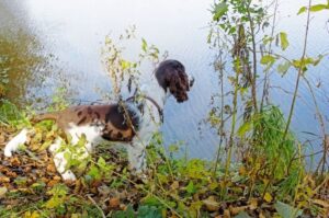 Английский спрингер-спаниель на природе Английский спрингер-спаниель на берегу реки