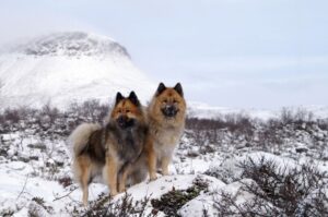 Две собаки породы евразиер