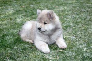 Красивый щенок евразийского шпица