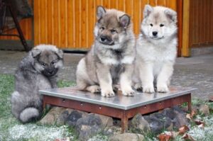 Три щенка породы евразиер