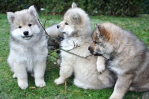 Щенята евразийского шпица