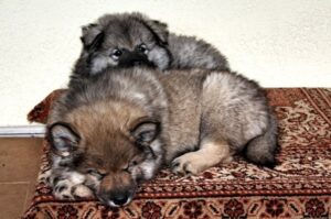 Два щенка евразиер