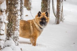 Собака евразийский шпиц