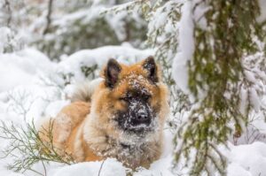 Фото собаки породы евразиер
