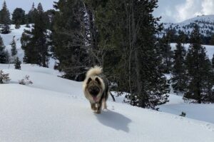 Евразиер: зимнее фото