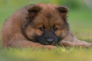 Милый щенок евразийского шпица