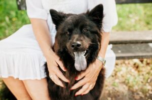 Собака евразиер с хозяйкой