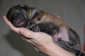 Новорожденный щенок породы евразиер