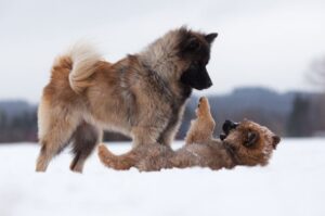 Евразиеры: два щенка играют на снегу