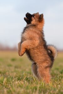 Щенок евразиера на задних лапах