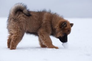 Щенок евразиера