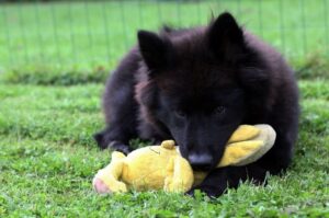 Евразиер с игрушкой