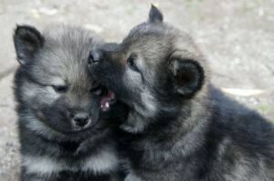 Щенки породы евразийский шпиц