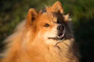Евразиер (eurasier)
