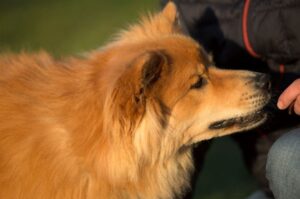 Евразиер рыжего окраса