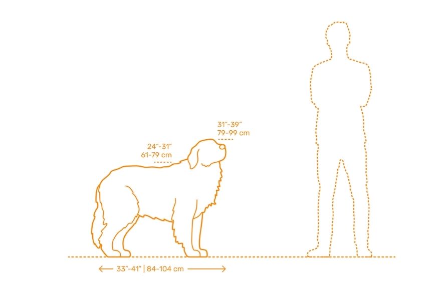 Горная пиренейская собака размеры 