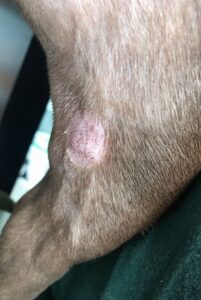 Собачий лишай: фото Лишай у собаки: фотография