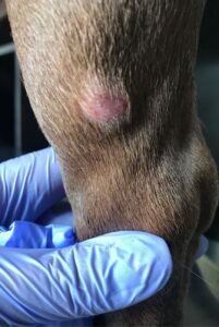 Лишай у собаки на конечностях Собачий лишай на конечностях