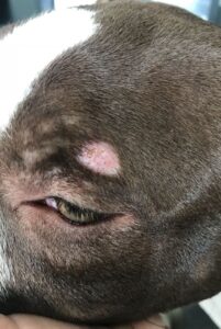 Лишай у собаки Лишай у собаки: фото