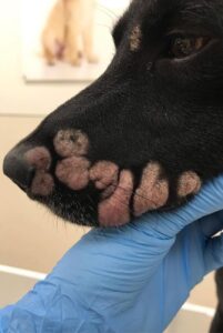 Фото лишая на морде собаки Фото лишая у собаки