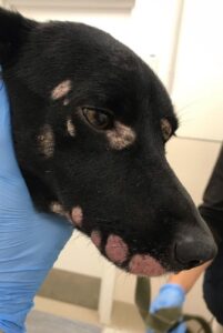 Лишай на морде собаки Лишай на морде собаки: фото