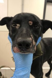 Как выглядит лишай у собак Как выглядит лишай у собаки