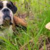 Можно ли собакам есть грибы