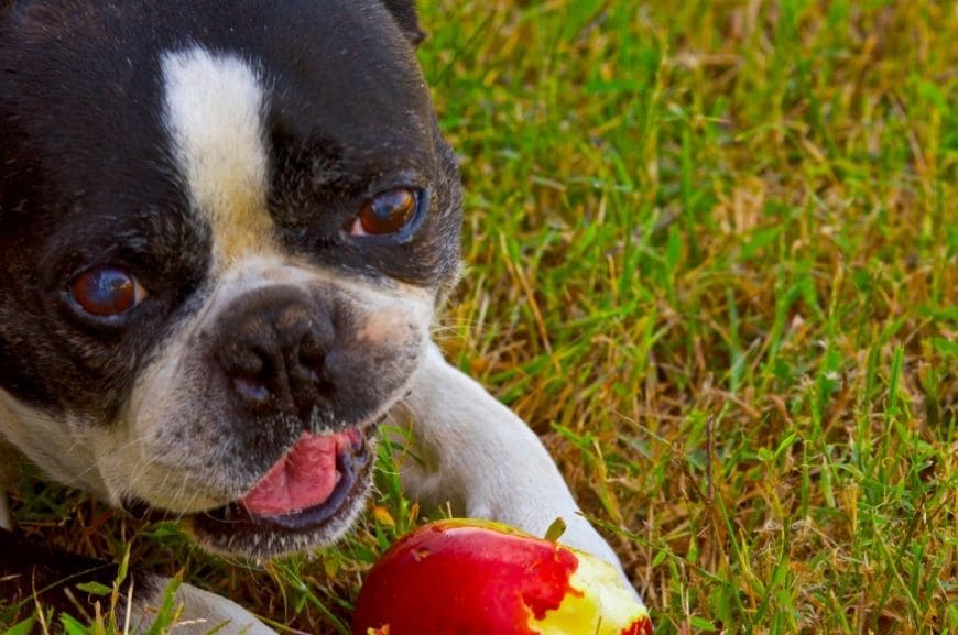 Можно ли собакам яблоки