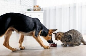 Можно ли кормить собаку кошачьим кормом?