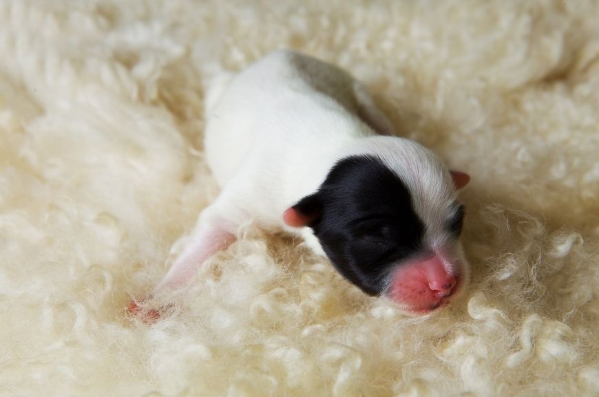 Новорожденный щенок тибетского терьера 